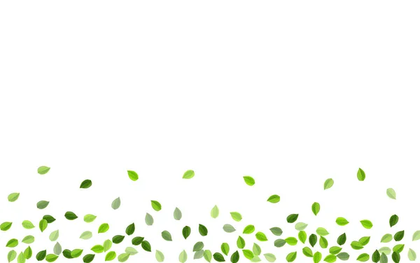 Mint Leaves Forest Vector Illustration (em inglês). Voar —  Vetores de Stock
