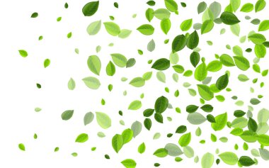 Zeytin Yeşilliği Doğa Vektör Bitkisi. Uçan Yaprak 