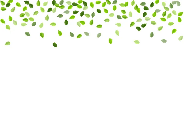 Olive Leaf Blur Vector Branch Papel Parede Folhagem Orgânica Floresta — Fotografia de Stock