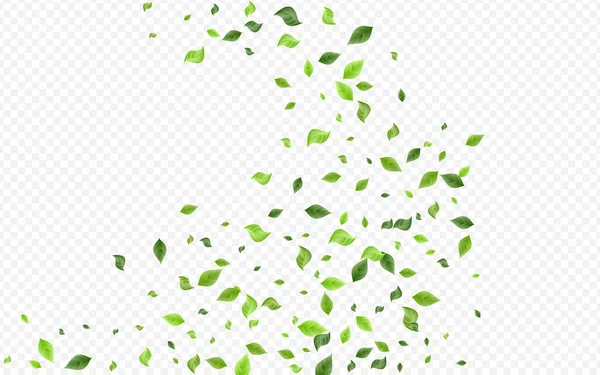 Floresta Greenery Blur Vector Transparente Background Branch Ecologia Deixa Conceito — Fotografia de Stock