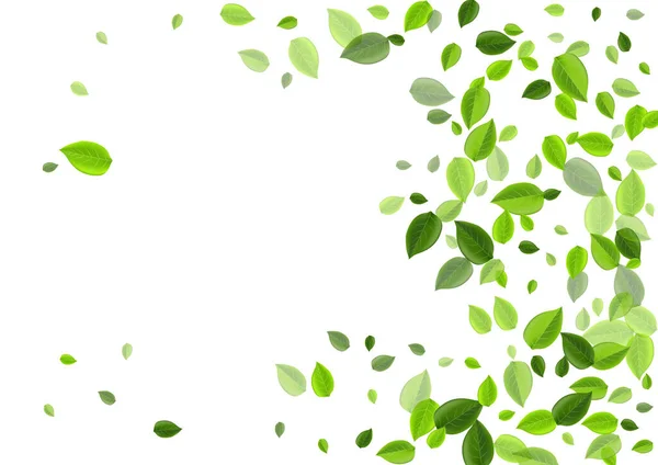 Forest Foliage Forest Vector Design Panji Hijau Segar Mint Leaves — Stok Foto
