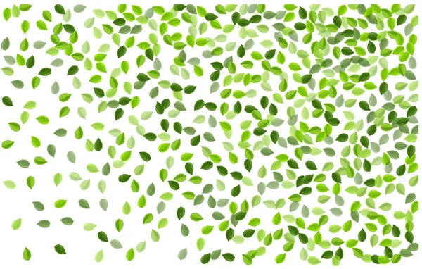 Mint Leaves Tree Vector Border Swirl Leaf Pattern Green Greens — Fotografia de Stock