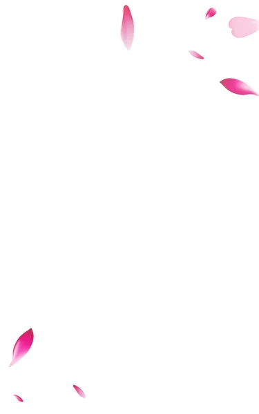 紫色玫瑰花瓣白色背景 白飞莲花框架 樱桃花瓣免费产品 空气花卉花旗 — 图库照片