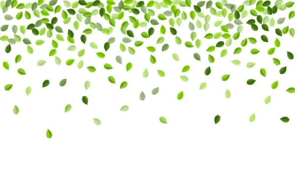 Forest Greens Modelo Vetor Fresco Ramo Folhagem Ecológica Lime Leaves — Fotografia de Stock