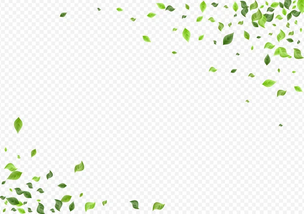 Green Foliage Spring Vector Cartaz Fundo Transparente Chá Deixa Planta — Fotografia de Stock