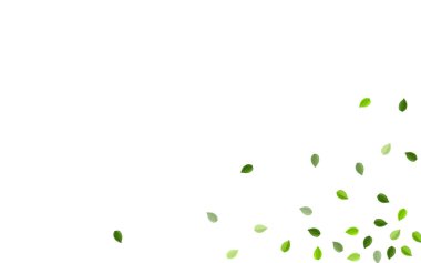 Nane Yaprakları Bahar Vektör Sınırı. Soyut Yeşiller Arkaplanı. Bataklık Yaprakları Sinek Tasarımı. Yaprak Yaprak Duvar Kağıdı.