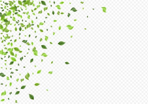 Folha Verde Abstract Vector Transparente Background Branch Modelo Herbal Greenery — Fotografia de Stock