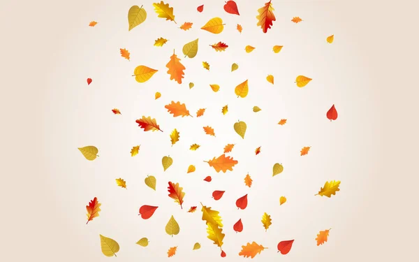 Autumnal Leaves Vector Transparent Background Nature Plant Template Colorful Canadian — Stockfoto