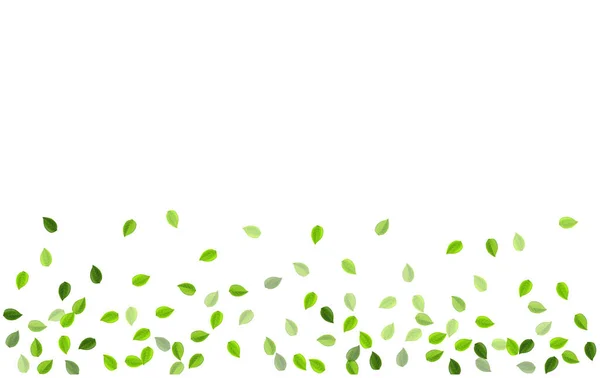 Olive Greens Ecology Vector Illustration Fondo Pantalla Follaje Herbal Hoja — Foto de Stock