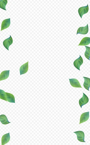 Moerasbladeren Realistische Vector Transparante Achtergrondgrens Bosgroen Sjabloon Grassy Foliage Tea — Stockfoto
