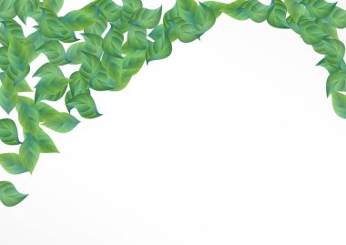 Yeşil Kireç Doğa Vektörü Beyaz Arkaplan Sınırı. Bulanık Yaprak Broşürü. Zeytin Yaprağı Uçan Tesis. Gerçekçi Konsepti Bırakır.
