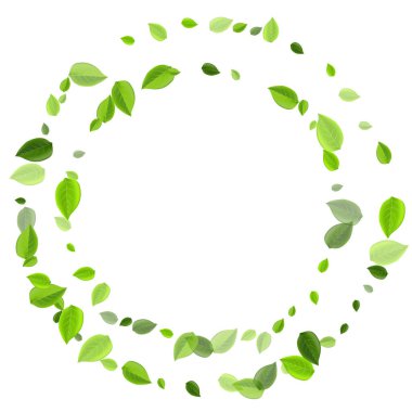 Yeşil Yaprak Yay Yay Vektör Deseni. Şeffaf Yaprak Çizimi. Naneli Yeşiller Gerçekçi Arka plan. Orman Arkaplanından Çıkıyor.