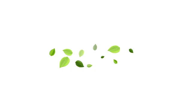 Mint Leaf Flying Vector Banner 약자이다 올리브그린 국경을 넘어간다 나뭇잎 — 스톡 사진