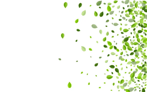 Оливкове Листя Векторне Відгалуження Абстрактний Постер Листя Зелена Зелень Брошура — стокове фото