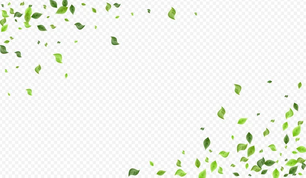 Lime Leaves Flying Vector Transparent Background Poster Falling Foliage Design — ストック写真