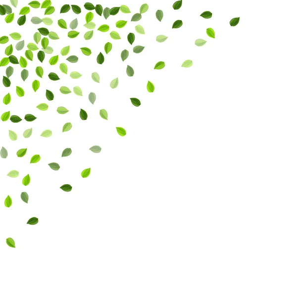 Olive Leaf Tea Vector Plant Inglês Herbal Green Background Folhagem —  Vetores de Stock