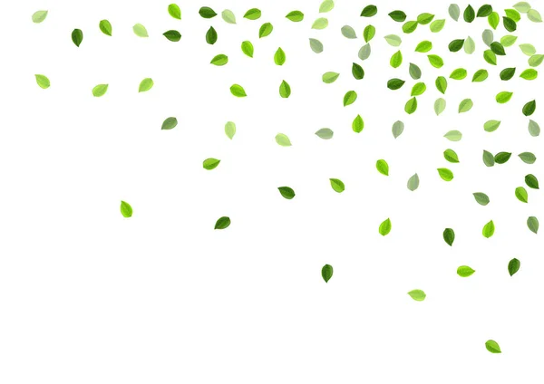 Grassy Greens Swirl Vector Sjabloon Realistische Foliage Concept Kalkboom Spandoek — Stockvector
