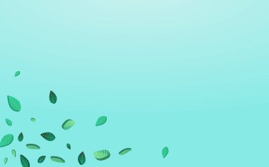 Kireç Yaprağı Şeffaf Vektör Mavi Arkaplan. Bahar Yaprağı İllüstrasyonu. Zeytin Yaprakları Organik Sancak. Yeşiller Doğa Şubesi.