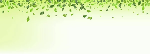 Olive Leaf Falling Vector Panoramic Verde Fundo Modelo Natureza Deixa —  Vetores de Stock