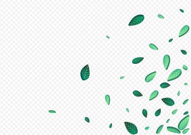 Limon Yeşilleri Uçan Vektör Şeffaf Arkaplan Çizimi. Şeffaf Yapraklar Arkaplanı. Çimenli Yapraklar Taze Posteri. Yaprak Düşen Şablon.