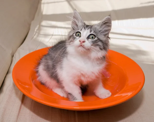 Gattino sorpreso su un piatto — Foto Stock