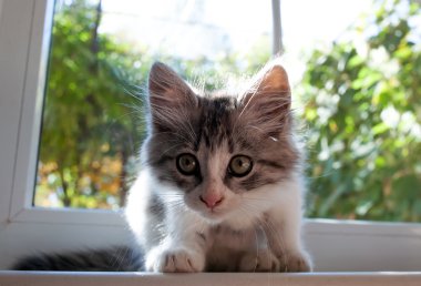 gri ve beyaz yavru kedi