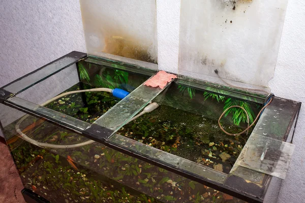 Sustitución del agua en un acuario contaminado — Foto de Stock