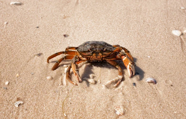 Wet sea crab — Stock Photo, Image