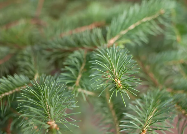 Branches of pine tree — Stock Photo, Image