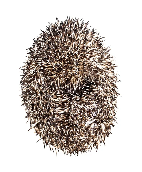 Hedgehog common curled — Stock Photo, Image