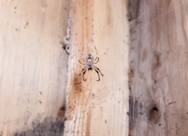 Μικρή αράχνη σε μια τοποθεσία web — Φωτογραφία Αρχείου