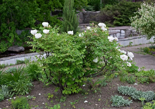 White tree peonies