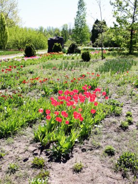 Bir botanik bahçesi içinde pembe laleler