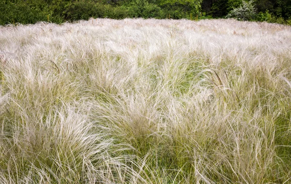 Поле трава перо — стокове фото
