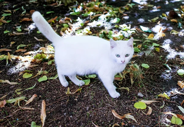 无家可归的白色猫咪 — 图库照片