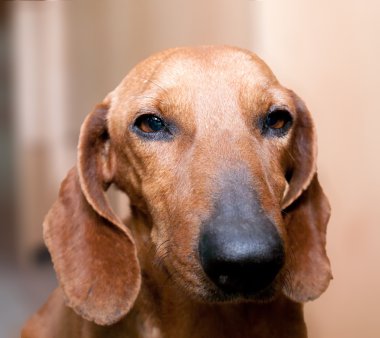 Namlu köpek doğurmak dachshund