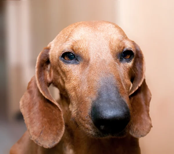 Namlu köpek doğurmak dachshund
