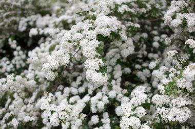 Beyaz dekoratif çiçek