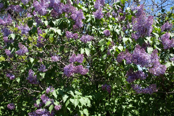 Fioritura fiori lilla arbusto in primavera — Foto Stock