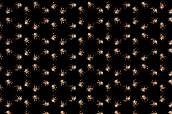 Örümcekler — Stok fotoğraf