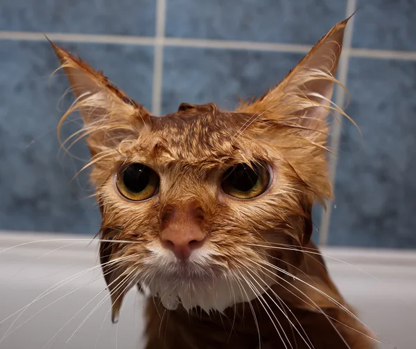 Влажная кошка — стоковое фото