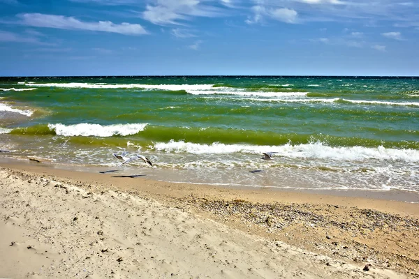 Seagulls fly against the wind — Stock Photo, Image