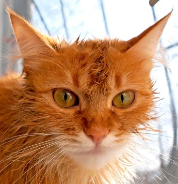 Namlu kırmızı kedi 