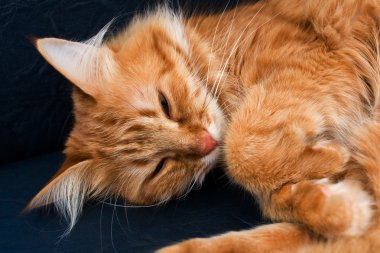 Uyuyan kedi