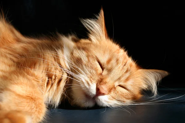 Sleeping cat — Stock Photo, Image