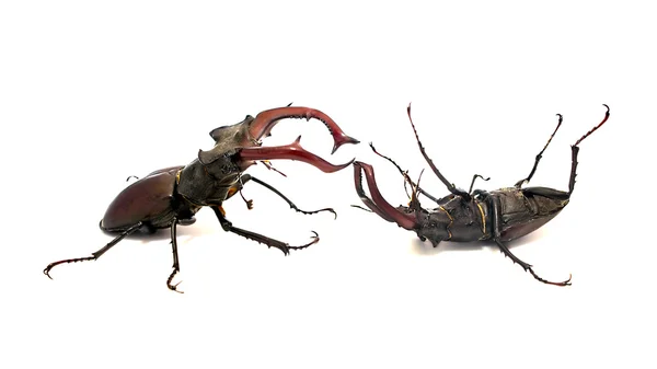 Fighting stag beetles — Stock Photo, Image