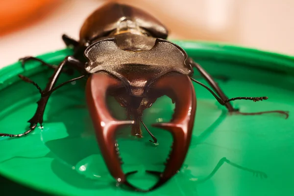 Beetle drinking syrup — Stock Photo, Image