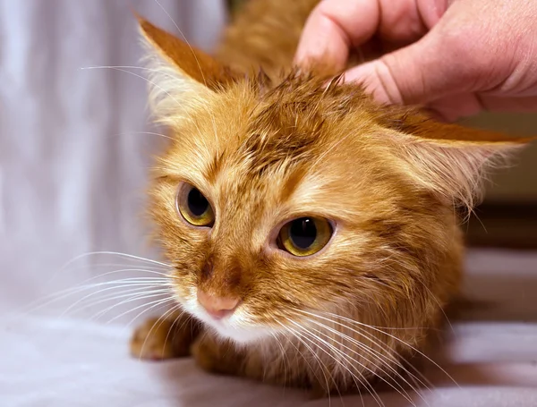 Wet cat — Stock Photo, Image