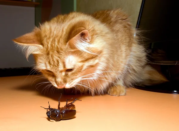 Cats beetle — Stock Photo, Image