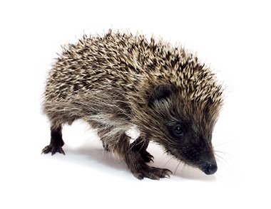 Going hedgehog